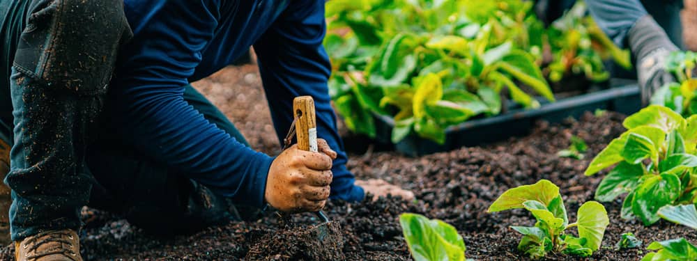 What you need to qualify